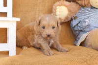 Jude, a male Maltipoo for sale in Conway, AR – 2 of 4