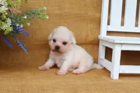 Bella, a female Bichon Frise for sale in Conway, AR – 6 of 8