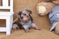 Parker, a male Yorkipoo for sale in Conway, AR – 2 of 5