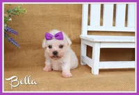 Bella, a female Bichon Frise for sale in Conway, AR – 1 of 8