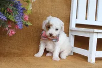 Owen, a male Poodle - Miniature  for sale in Conway, AR – 4 of 6