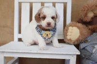 Thomas, a male Poodle - Miniature  for sale in Conway, AR – Photo 4 of 6