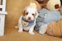 Thomas, a male Poodle - Miniature  for sale in Conway, AR – Photo 3 of 6