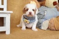 Thomas, a male Poodle - Miniature  for sale in Conway, AR – Photo 2 of 6