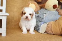 Thomas, a male Poodle - Miniature  for sale in Conway, AR – Photo 5 of 6