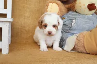 Thomas, a male Poodle - Miniature  for sale in Conway, AR – Photo 6 of 6
