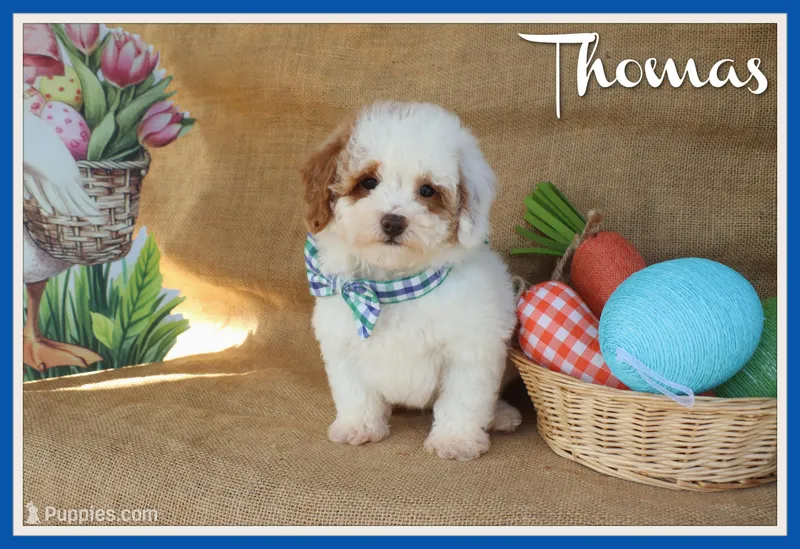 Thomas – Poodle - Miniature  puppy for sale in Conway, AR