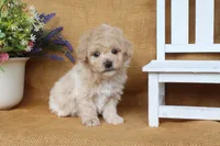 Joseph, a male Poochon for sale in Conway, AR – 5 of 5