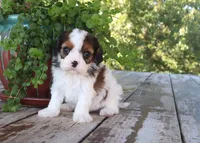Arthur, a male Cavapoo for sale in Conway, AR – 2 of 4