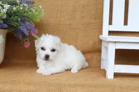 Ava, a female Bichon Frise for sale in Conway, AR – 6 of 6