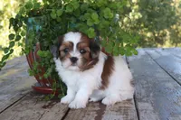 Adam, a male Cavapoo for sale in Conway, AR – 6 of 6