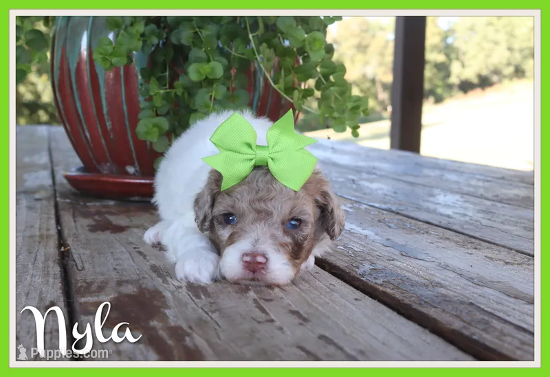 Nyla – Poodle - Toy  puppy for sale in Conway, AR