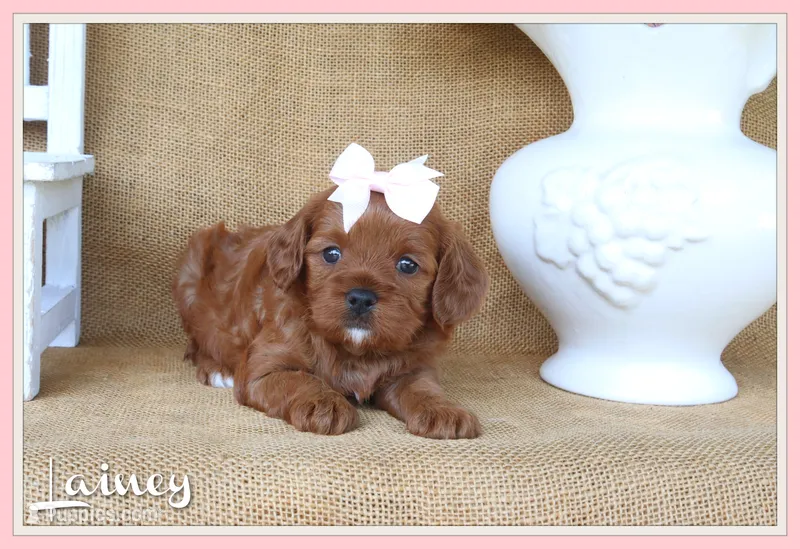 Lainey – Cavapoo puppy for sale in Conway, AR