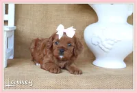 Lainey, a female Cavapoo for sale in Conway, AR – 1 of 4