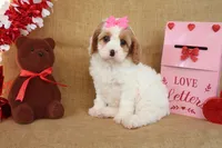 Caroline, a female Cavapoo for sale in Conway, AR – Photo 6 of 6