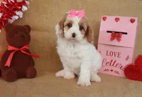Caroline, a female Cavapoo for sale in Conway, AR – Photo 4 of 6