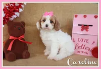Caroline, a female Cavapoo for sale in Conway, AR – Photo 1 of 6