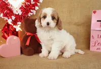 Caroline, a female Cavapoo for sale in Conway, AR – Photo 5 of 6