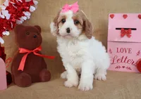 Caroline, a female Cavapoo for sale in Conway, AR – Photo 2 of 6
