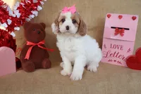 Caroline, a female Cavapoo for sale in Conway, AR – Photo 3 of 6