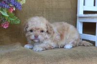 Oakley, a female Cavapoo for sale in Conway, AR – 2 of 5