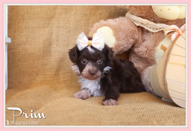 Prim – Yorkipoo puppy for sale in Conway, AR