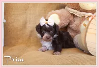 Prim, a female Yorkipoo for sale in Conway, AR – 1 of 5