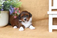 Harlow, a female Havanese for sale in Conway, AR – 3 of 6