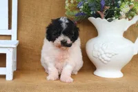 Elliot, a male Poodle - Miniature  for sale in Conway, AR – 3 of 7