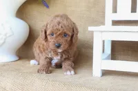 Ryan, a male Poodle - Miniature  for sale in Conway, AR – 2 of 5