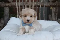 Xavier, a male Maltipoo for sale in Conway, AR – 5 of 8