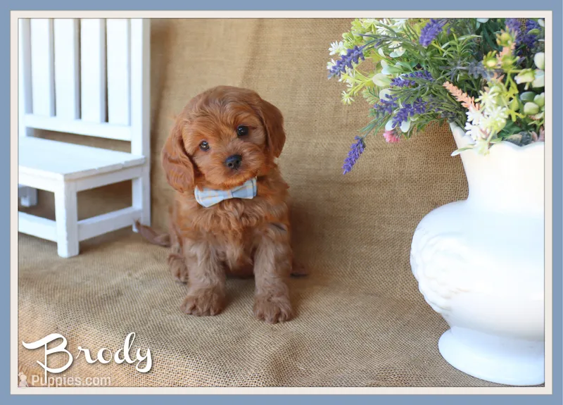 Brody – Cavapoo puppy for sale in Conway, AR