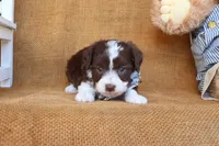 Rowan, a male Yorkipoo for sale in Conway, AR – 2 of 6