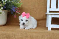 Ava, a female Bichon Frise for sale in Conway, AR – 2 of 6