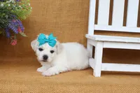 Aurora, a female Bichon Frise for sale in Conway, AR – 3 of 7