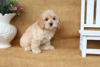 Camille, a female Cockapoo for sale in Conway, AR – 4 of 4