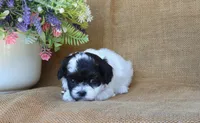 Oscar, a male Cavapoo for sale in Conway, AR – 3 of 5