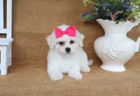 Aurora, a female Bichon Frise for sale in Conway, AR – 5 of 5
