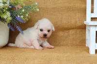 Bella, a female Bichon Frise for sale in Conway, AR – 8 of 8