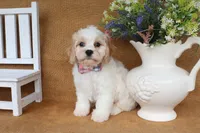 Tucker, a male Cavachon for sale in Conway, AR – 5 of 5