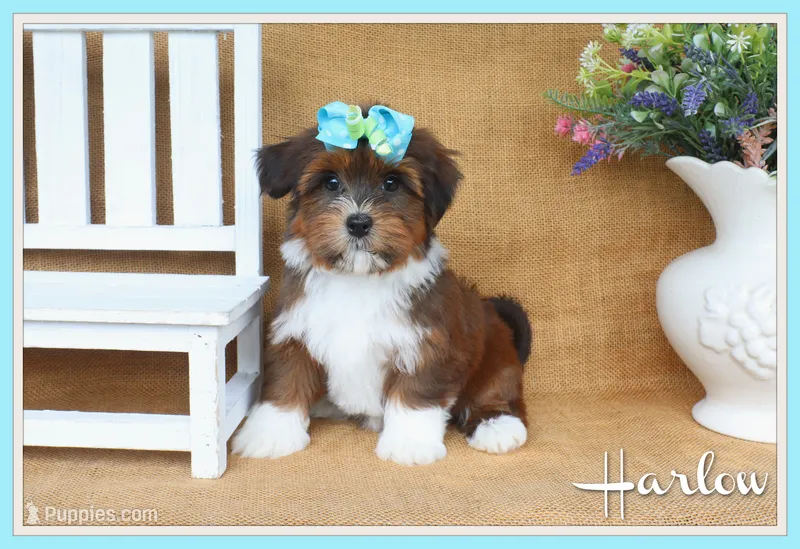 Harlow – Havanese puppy for sale in Conway, AR