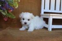 Maddox, a male Maltese for sale in Conway, AR – 4 of 6