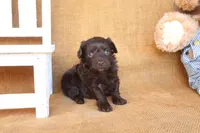 Rudy, a male Yorkipoo for sale in Conway, AR – 4 of 5