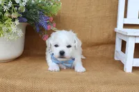 Aiden, a male Bichon Frise for sale in Conway, AR – 4 of 7