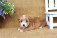 Hannah, a female Havanese for sale in Conway, AR – 6 of 6