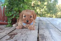 Calvin, a male Cavapoo for sale in Conway, AR – 3 of 7