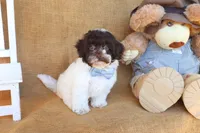 Otis, a male Cavapoo for sale in Conway, AR – 5 of 5
