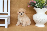 Jade, a female Poochon for sale in Conway, AR – 3 of 5