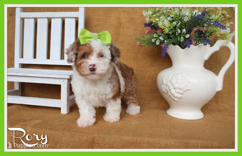 Rory – Poodle - Toy  puppy for sale in Conway, AR