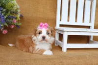 Hallie, a female Havanese for sale in Conway, AR – 6 of 6